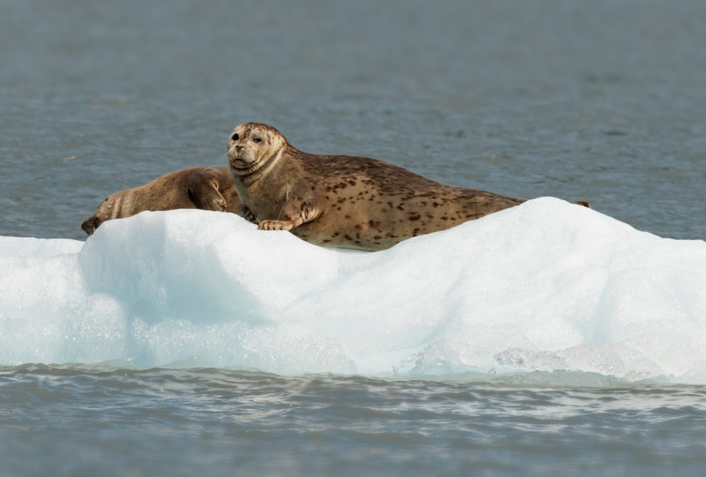 Seals on a small iceburg in Kenai Fjord, Alaska