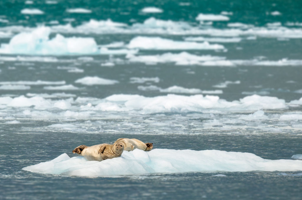 Seals on an iceburg in Alaska in Kenai Fjord