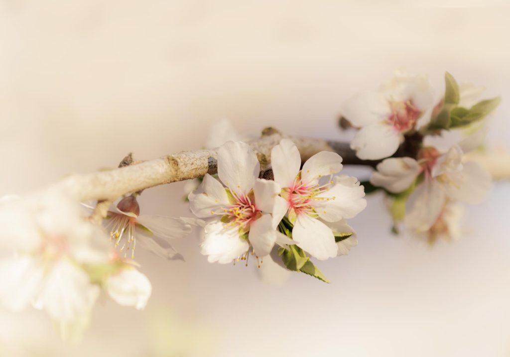 Almond blossoms close up