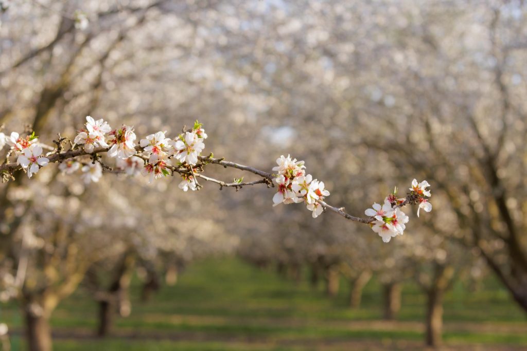 almond blossoms in orchard, California