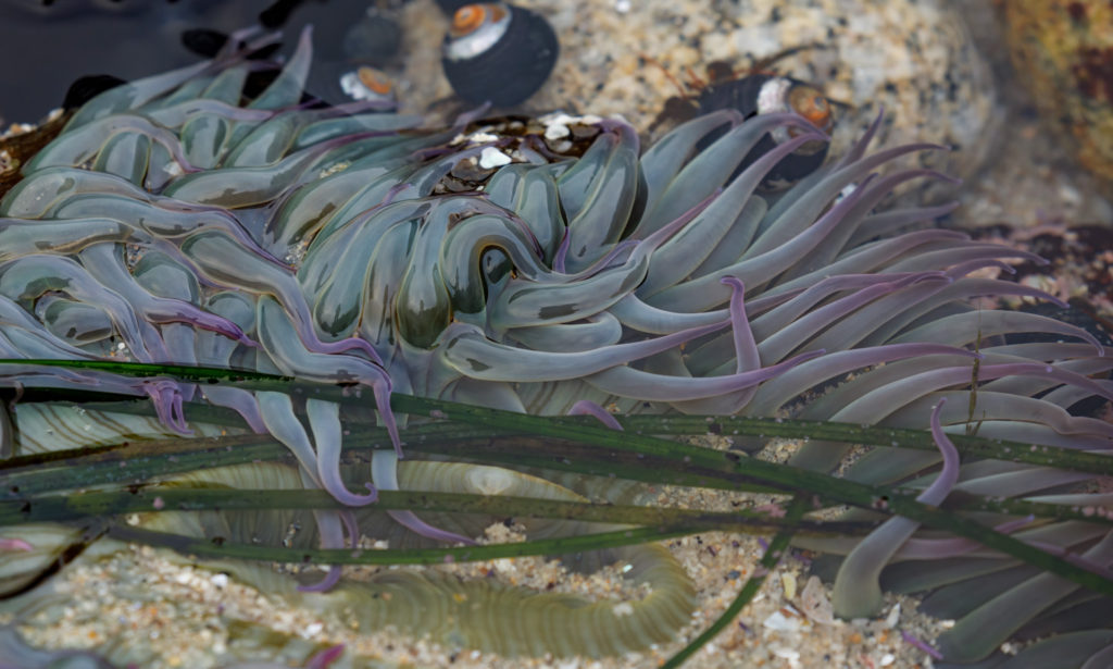 sea anemone at low tide close up