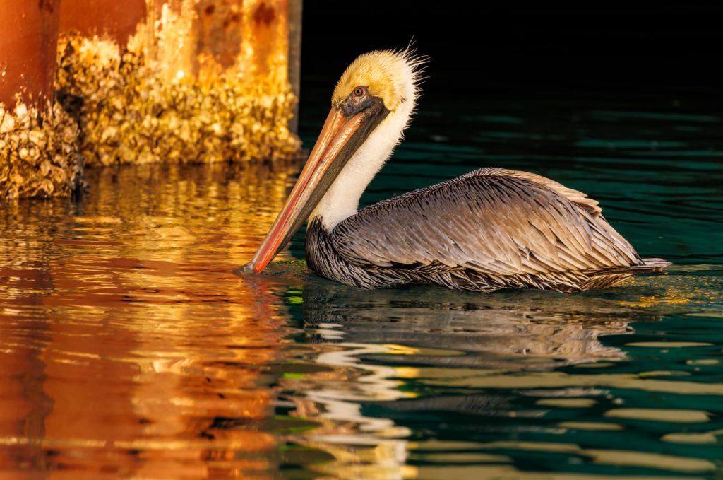 brown pelican swimming in reflections from docks