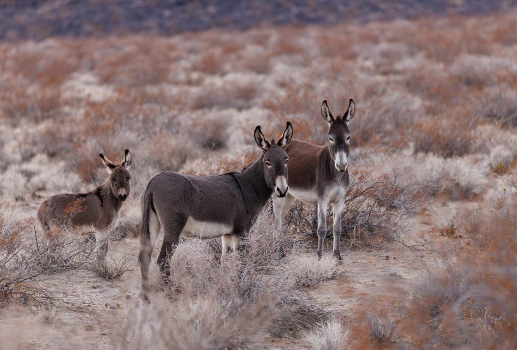 burros in Death Valley