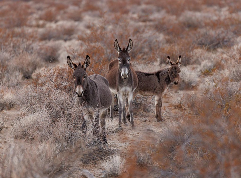 burro family death valley