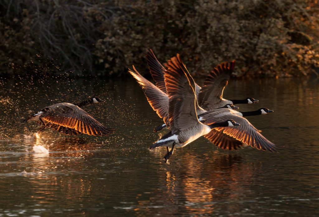 canada geese taking off