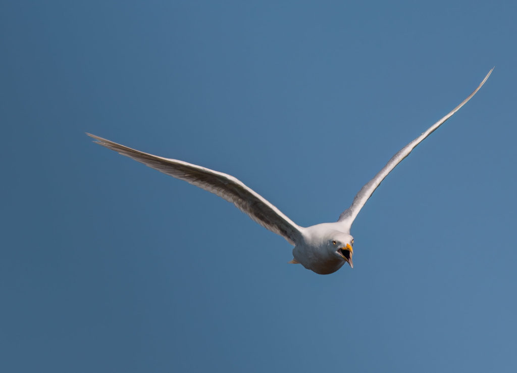 Gull defending nest by dive bombing