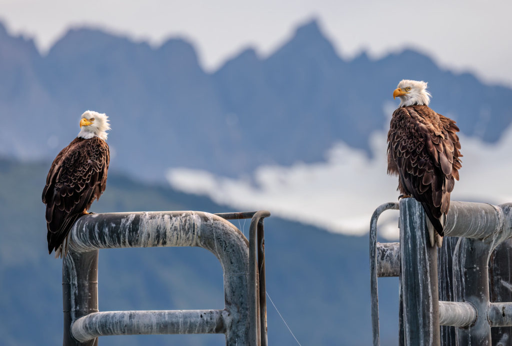 Pair of eagles Seward, Alaska