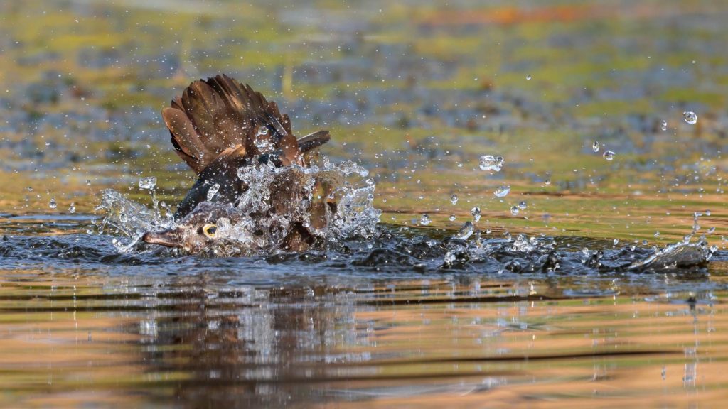 female wood duch splashing