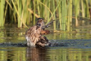 female-wood-duck-bath2