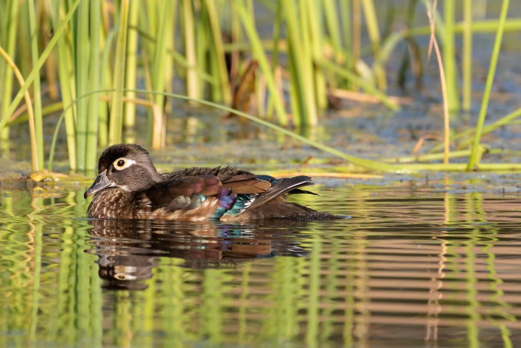 female wood duck showing wing colors