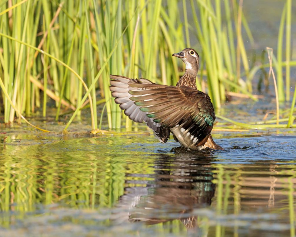 female wood duck displaying open wings