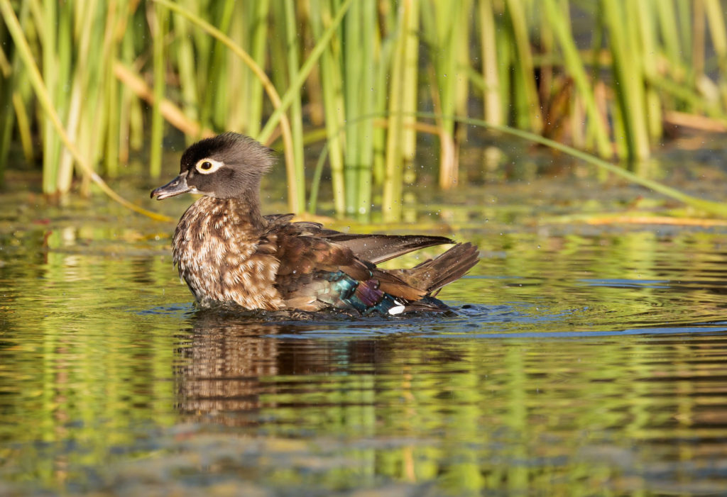 female wood ducks slightly ruffles showing wing color