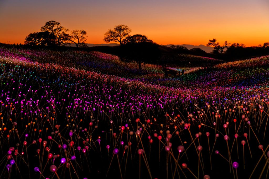 field of lights at Sensorio at sunset in Paso Robles, California