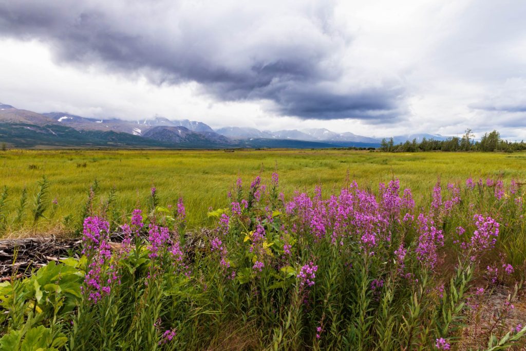 fireweed, Alaska, Nome, purple flowers, wildflowers