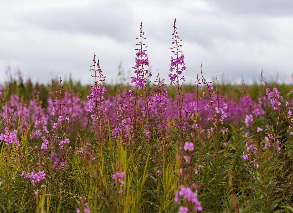 fireweed in Western Alaksa, Nome