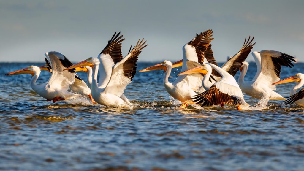 Flock of white pelicans take off