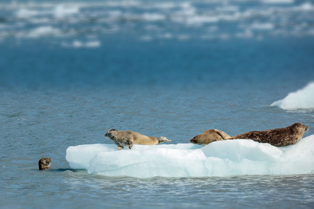 Seals on iceburg, Kenai Fjord