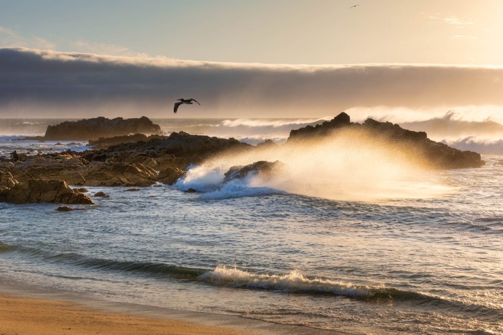 warm light on the spray of a breaking wave and a lone pelican at Asilomar Beach in California