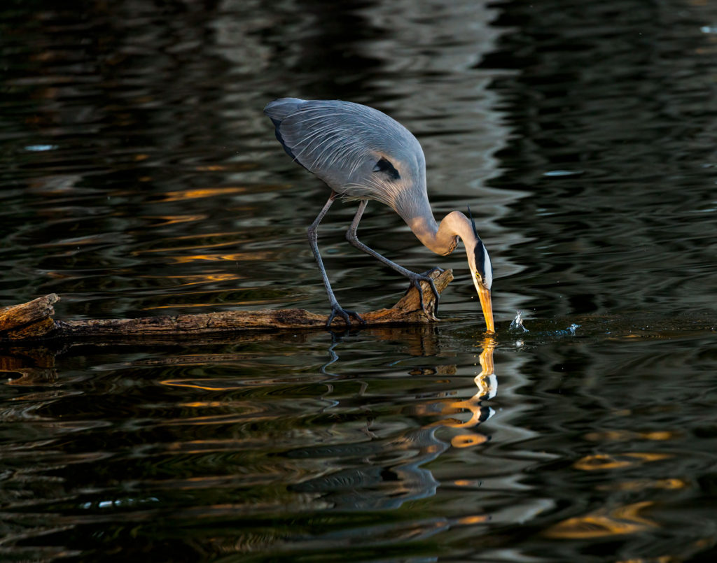 great blu heron fishing from the shadows with light on face and reflection