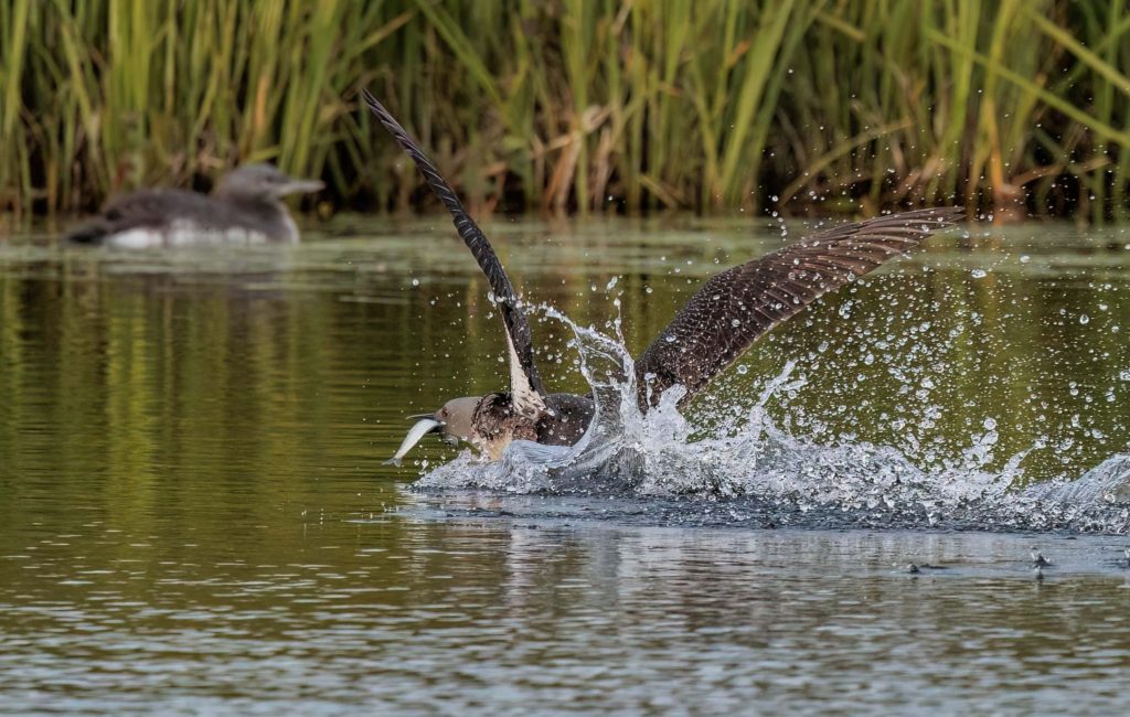 red throated loon with fish for chick