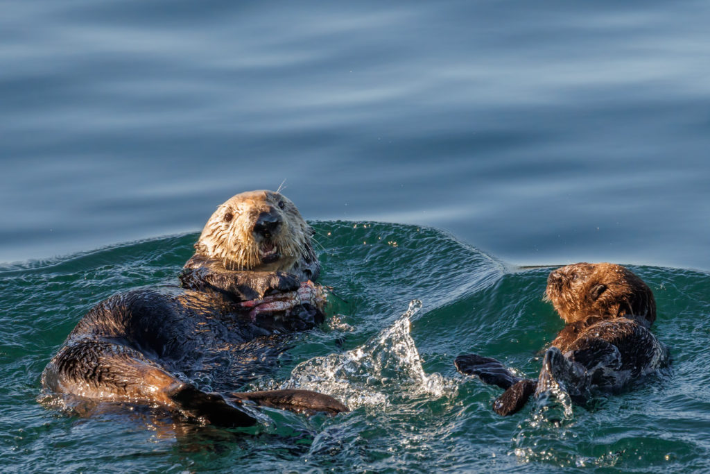 otter mom and baby in Monterey Bay