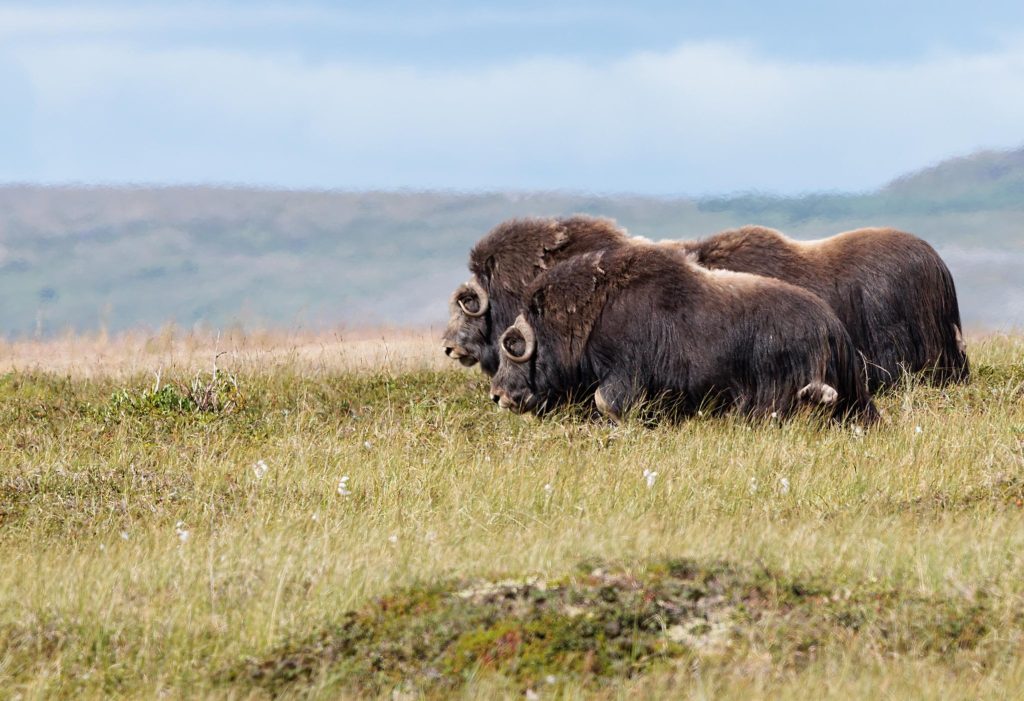 Musk ox on the Alaskan tundra in Nome
