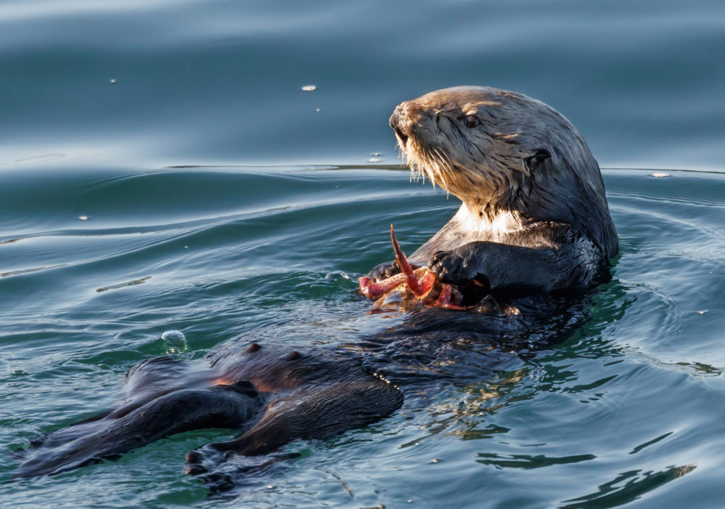 Monterey otter eating a crab