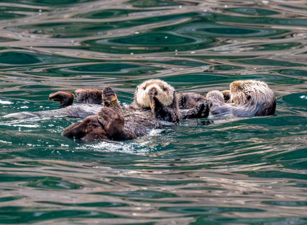 otters relaxing in Kenai Fjord, Alaska