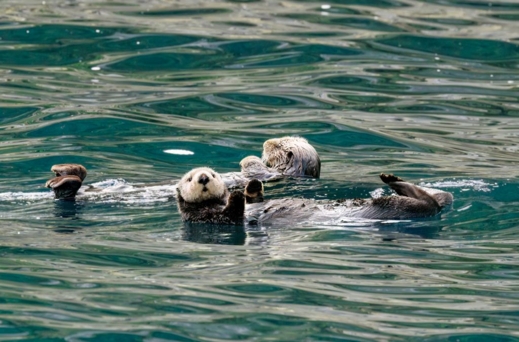 Otters in Kenai Fjord, Alaska