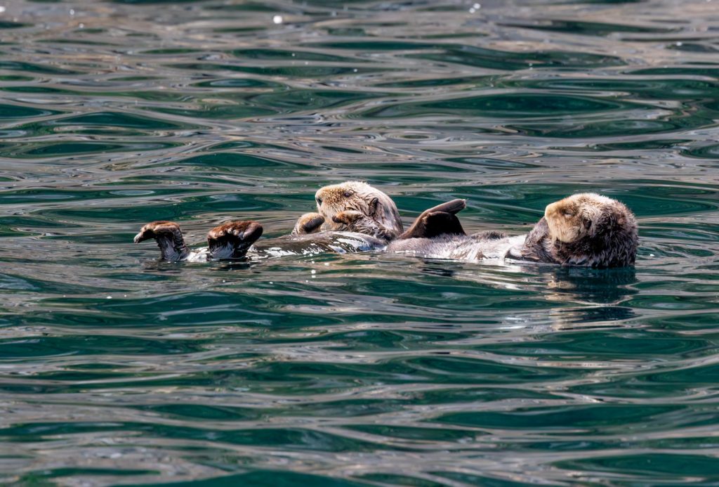 Otters, Kenai Fjord, ALaska