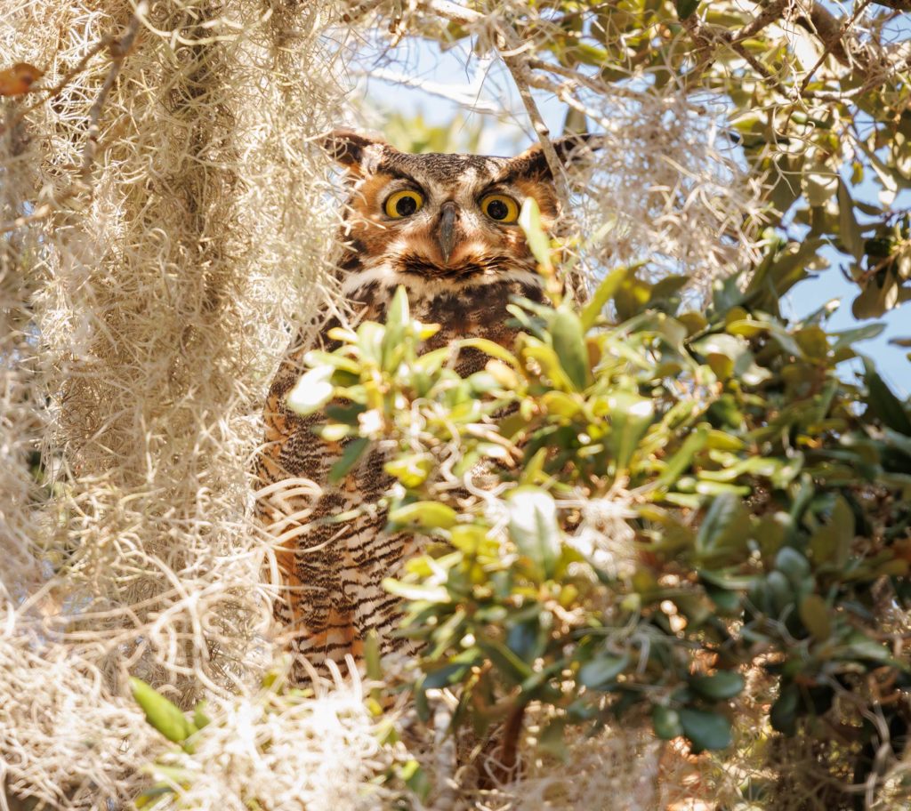 great horned owl hiding in the spanish moss