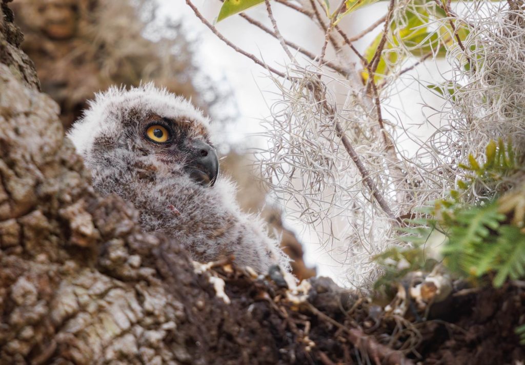owlet in the nest
