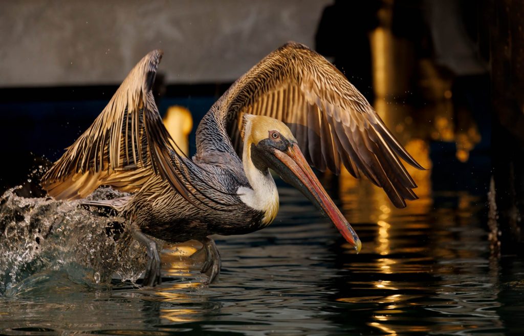 brown pelican in flight in golden light