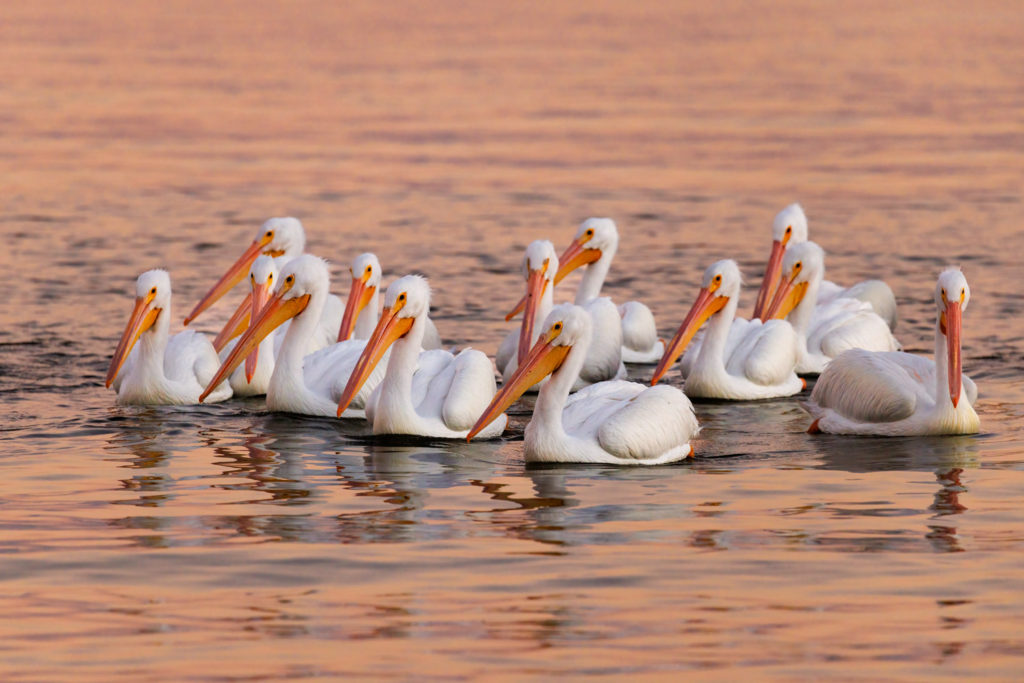 white pelicans, sunset, blue hour, florida