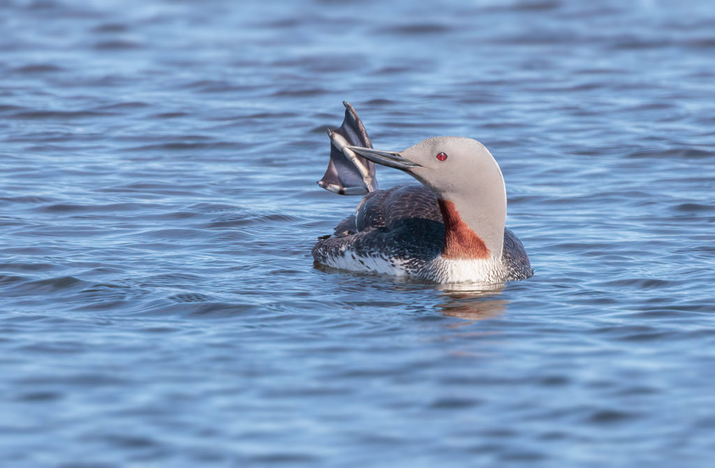 red throated loon with foot out if water