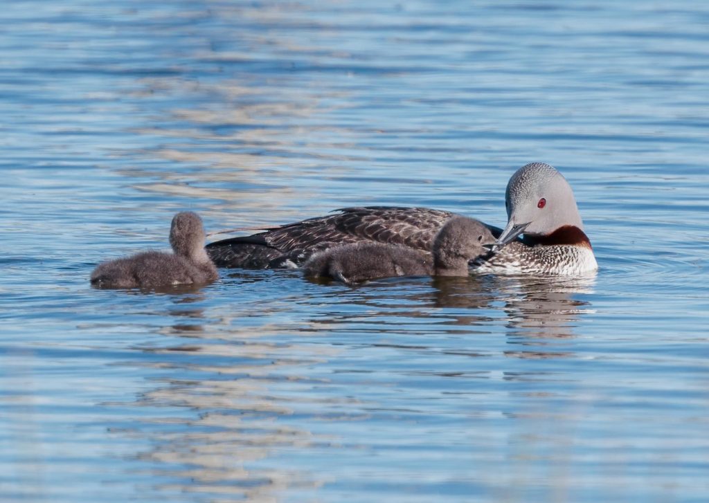 red throated loon and chicks in Nome, Alaska