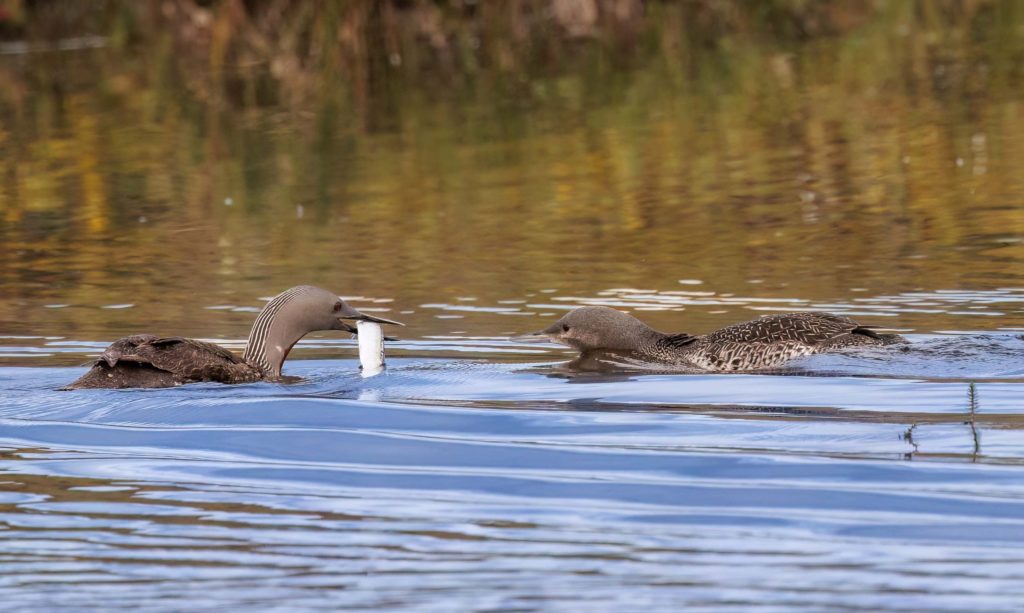 red throated loon with fish for chick in Nome, Alaska