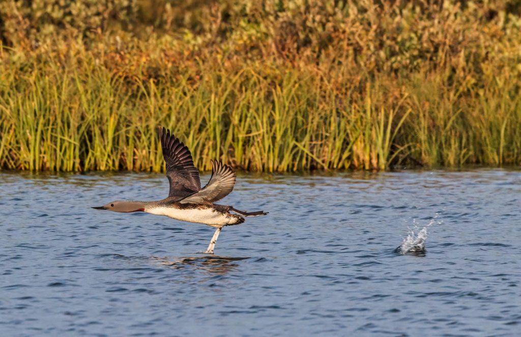 Red throated loon take off from Nome Alaska pond