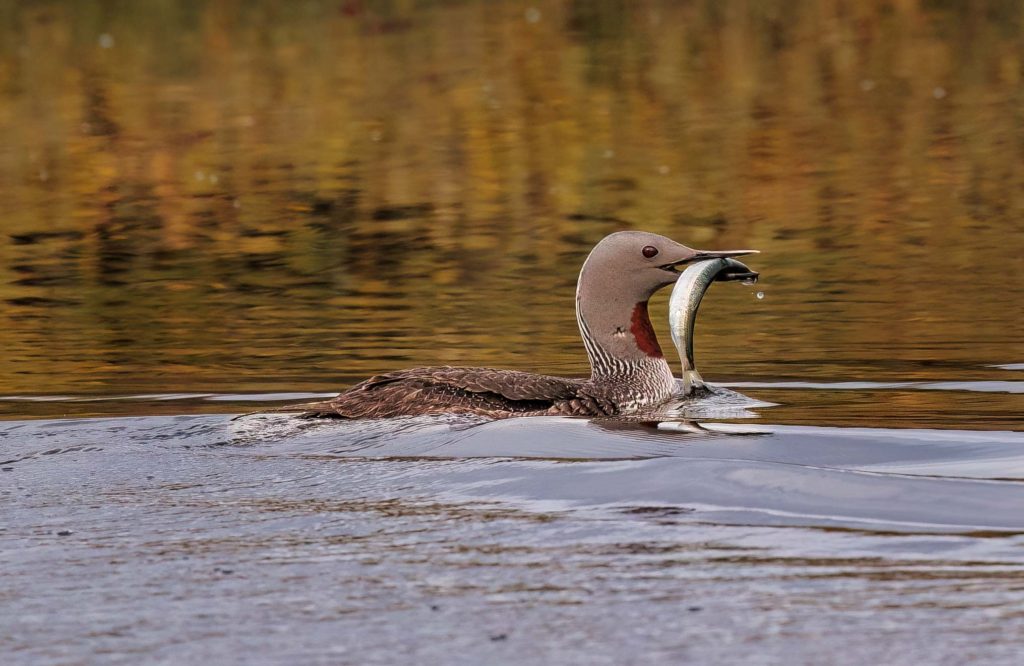 red throated loon with fish for chick