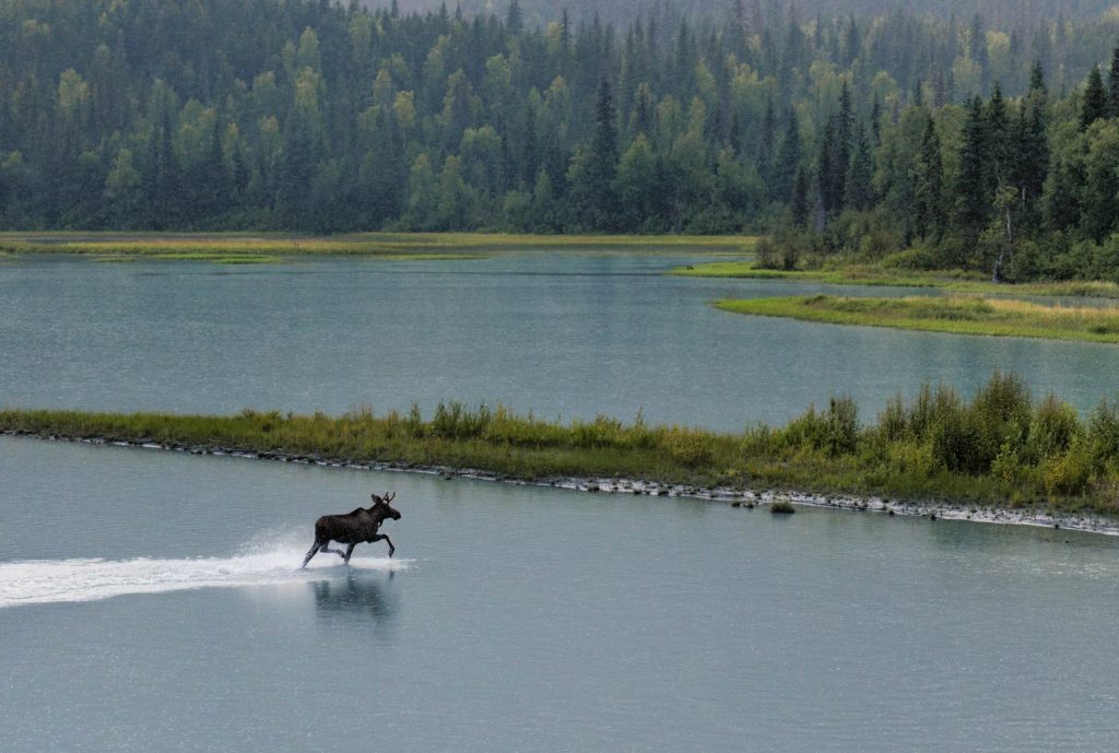 A wild moose running in the rain in Chuglach Forest, ALaska