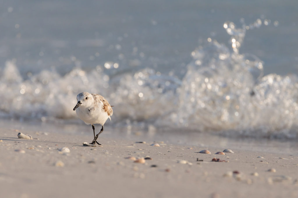 Sanderling on the beach in fornt of wave break in Anna Maria, Florida