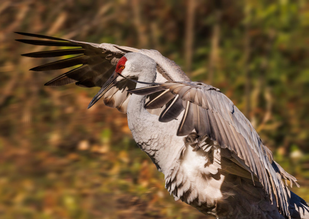 close up of sandhill crane with wings framing its face