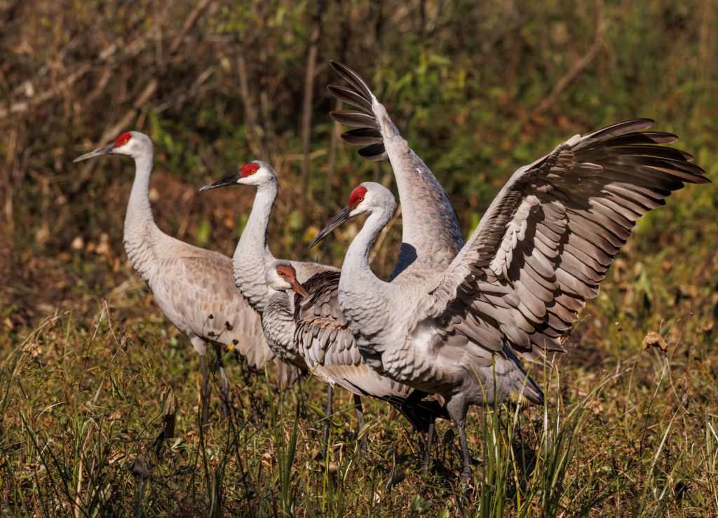 sandhill cranes with juvenile and wingspan