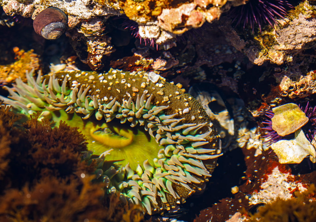 sea anemone in Monterey tidal  pool