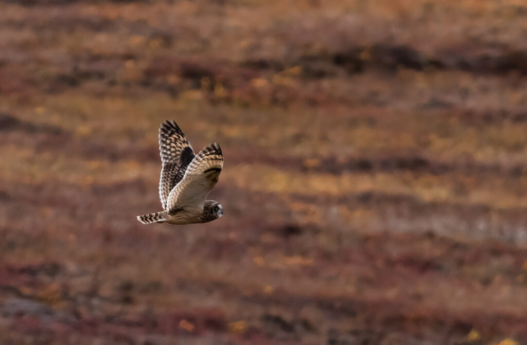 short eared owl flying low over the Alaskan tundra