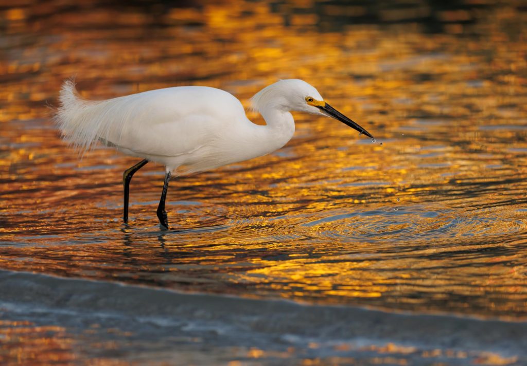 snowy egret fishing in reflected light