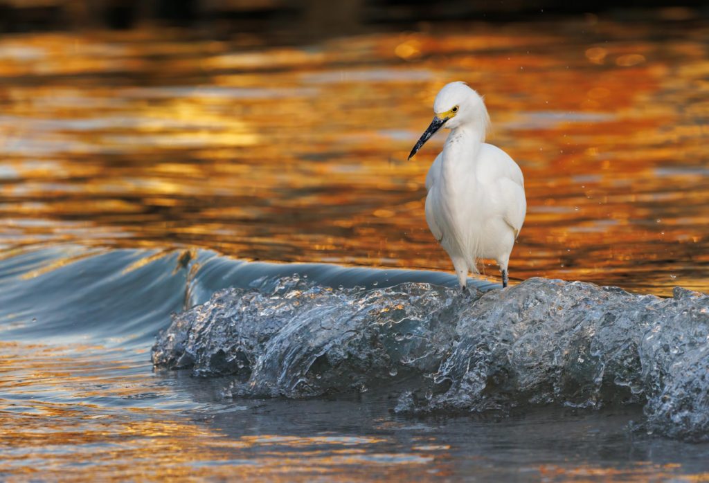 snowy egret standing in a wave