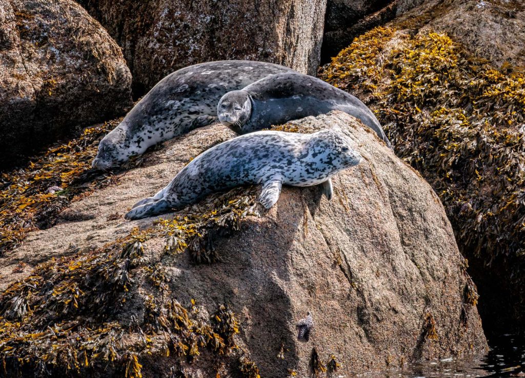 spotted seals on a rock Kena Fjord, ALaska