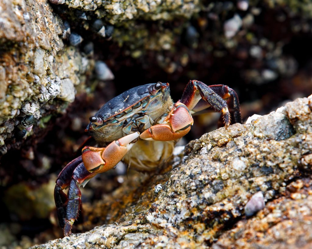 striped shore crab at Asilomar, Ca