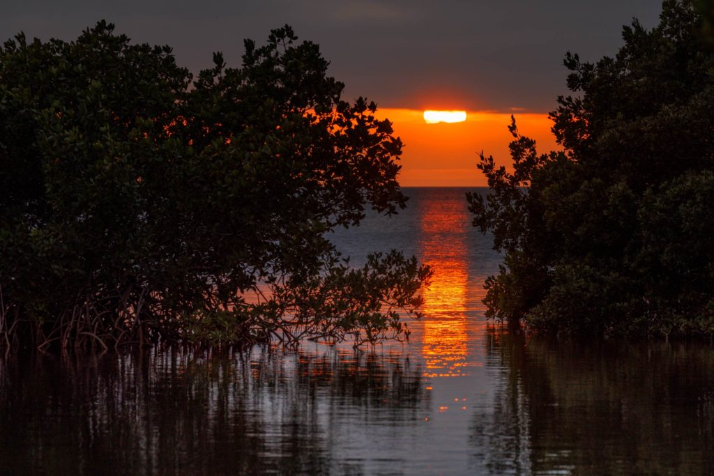 Florida sunset through the mangroves